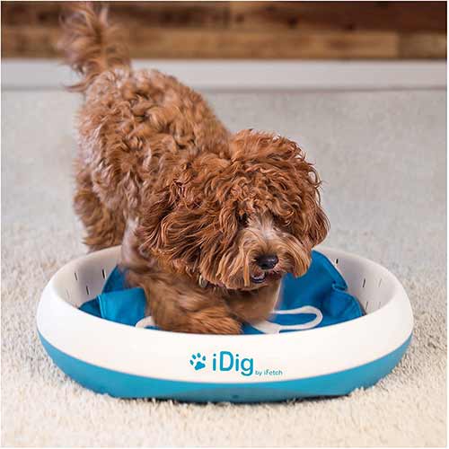 Poodle digging deals